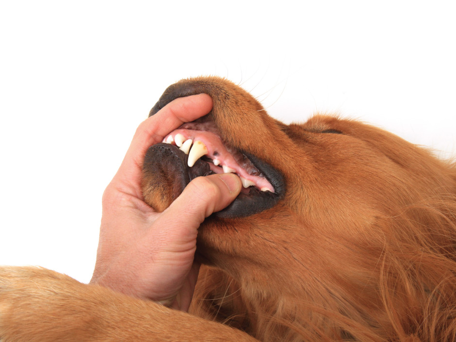 Animal Teeth Cleaning & Dentistry